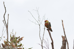 Platycercus icterotis