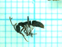 Ectomomyrmex javanus