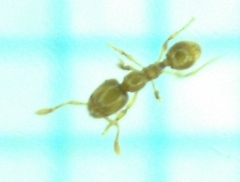 Solenopsis tipuna
