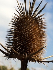 Dipsacus comosus