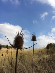 Dipsacus comosus