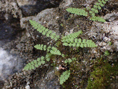 Image of Woodsia glabella by no rights reserved