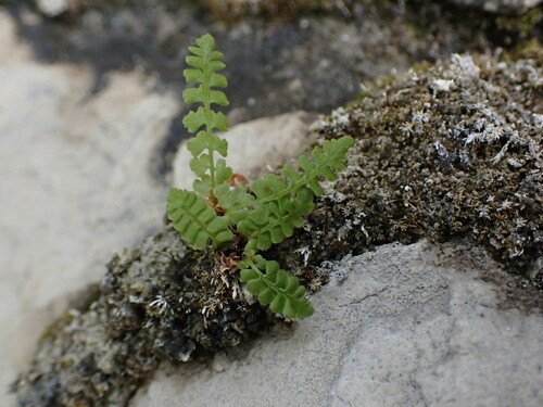 Image of Woodsia glabella by no rights reserved