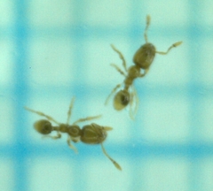Solenopsis tipuna