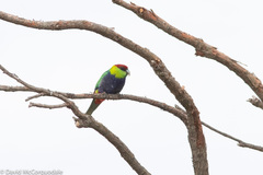 Purpureicephalus spurius