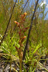 Disa reticulata