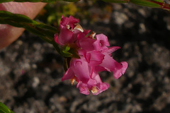 Erica bracteolaris