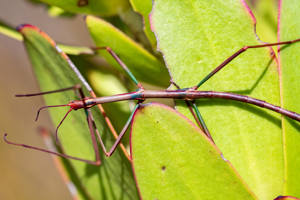 Cape Stick Insect