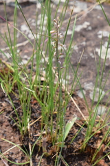 Drimia edwardsii