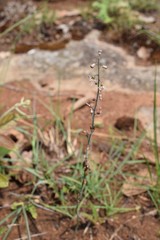 Drimia edwardsii
