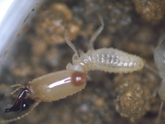 Pericapritermes nitobei