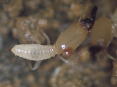 Pericapritermes nitobei