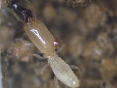 Pericapritermes nitobei