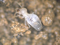 Pericapritermes nitobei