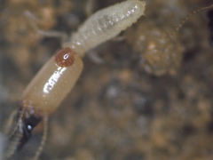 Pericapritermes nitobei