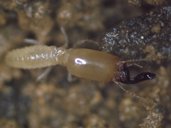Pericapritermes nitobei