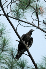Pernis ptilorhynchus orientalis