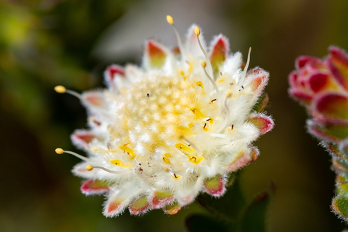 Palmiet silkypuff (Diastella fraterna)