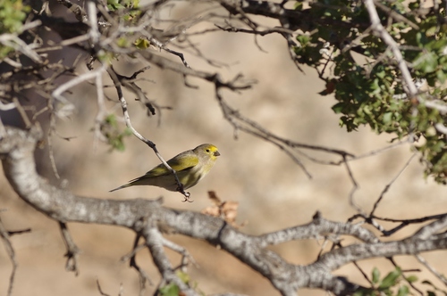Serinus syriacus