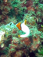 Cetoscarus ocellatus