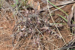Brachystelma circinatum