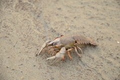 Pontastacus leptodactylus image