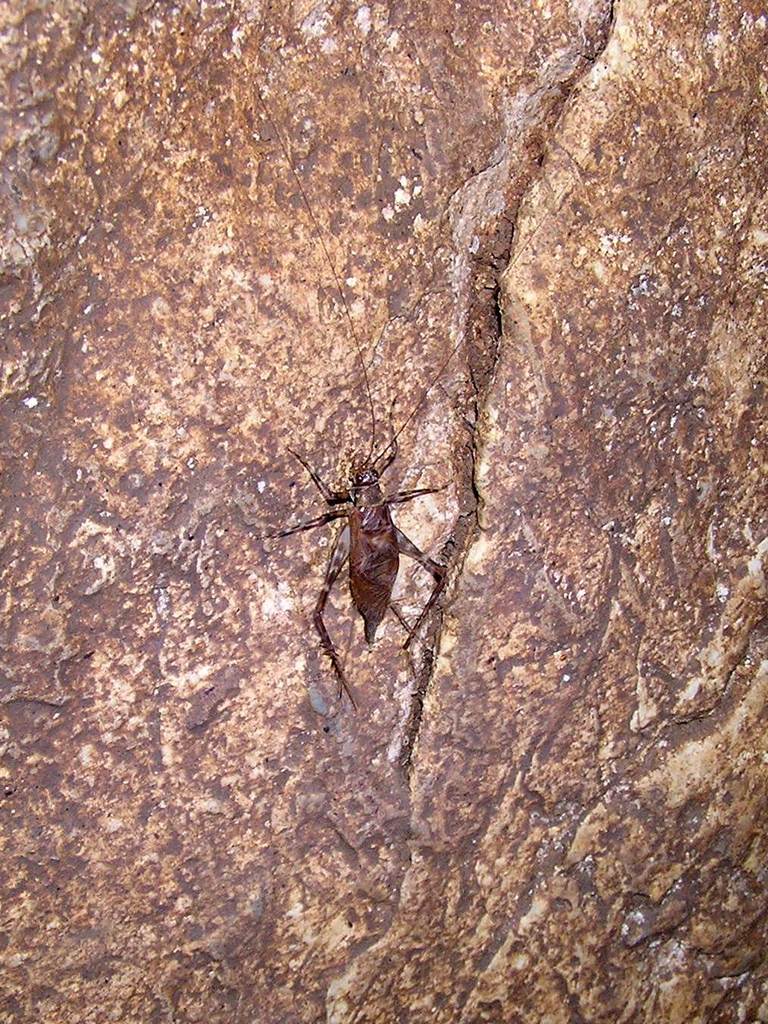 Trellius