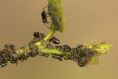 Callipterinella tuberculata