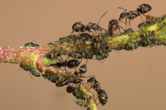 Callipterinella tuberculata