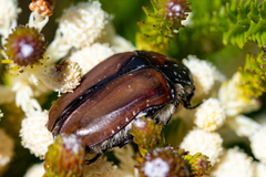 Trichostetha capensis hottentotta