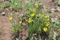 Hypoxis ludwigii
