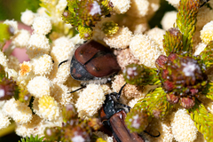 Trichostetha capensis hottentotta
