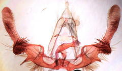 Olethreutes olivaceana