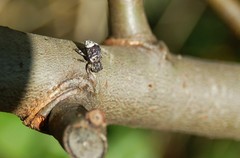 Cryptorhynchus lapathi