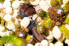 Trichostetha capensis hottentotta