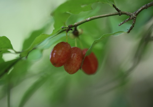 Cornelian cherry