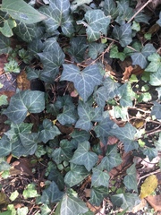 Hedera