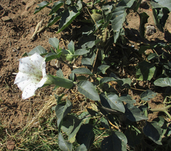 Datura innoxia image