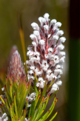 Spatalla mollis