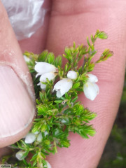 Orophanes