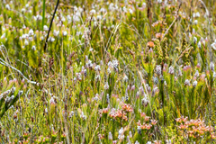 Spatalla mollis