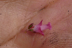 Erica bracteolaris