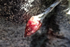 Syncarpha canescens tricolor