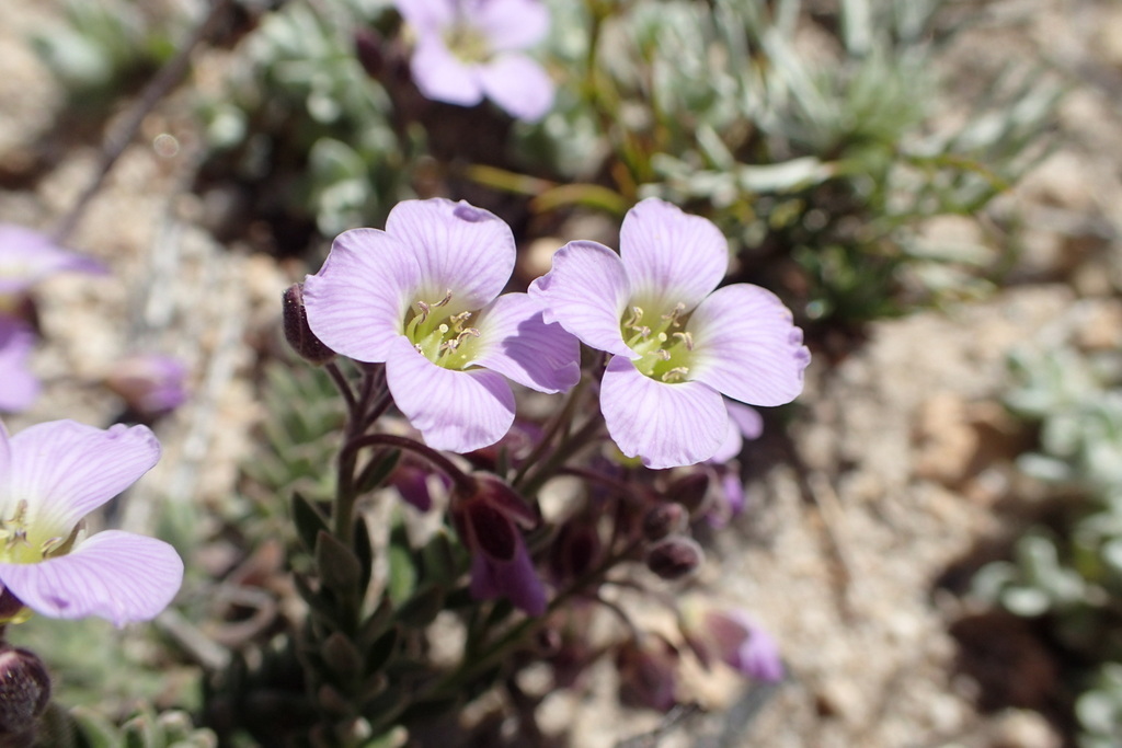Heliophila nubigena