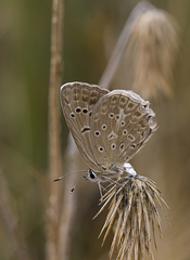 Polyommatus daphnis