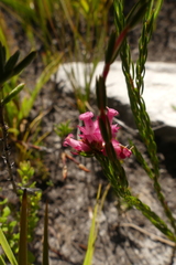 Erica bracteolaris