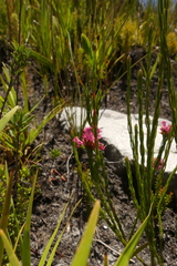 Erica bracteolaris