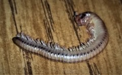 Aniulus