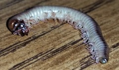 Aniulus