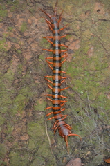 Scolopendra dawydoffi
